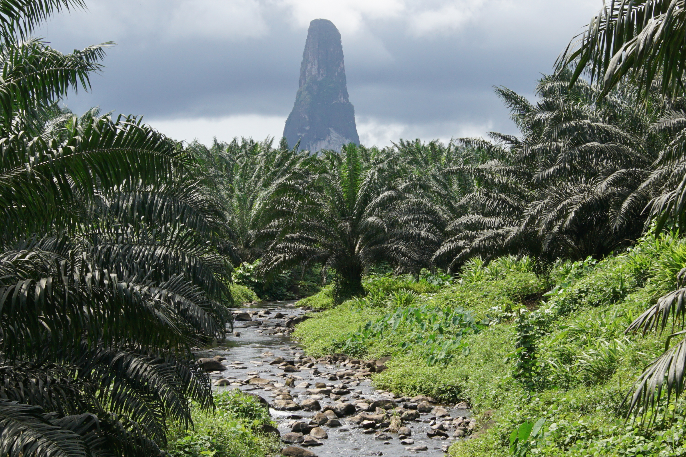 bom bom island (3).webp